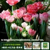 Resistencia al FríoTulipán Holandés Hidropónico Planta de Floración Cuatro Estaciones Planta Verde Flores en Maceta para Sala de Estar Apto para Principiantes