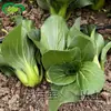 Junio Colza Lenta Granja Pot Verdura Carne Gruesa Crujiente Tierna Cintura Colza Variedad Fácil de Cultivar
