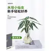 Plantas Hidropónicas de Hada Pequeña Son Plantas en Maceta de Interior Fáciles de Cultivar, Flores Tolerantes a la Sombra para Escritorio de Oficina, Plantas Verdes Mini Cultivadas en Agua