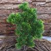 Planta Verde Pino de Belleza Simulada Ramas de Pino Tuya Hojas Decorativas Agujas de Pino Hojas de Pino Ciprés Decoración de Árbol Muerto para Acuario Piñas Pequeñas