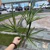 Parede de plantas artificiais com folha de casco de tartaruga de exportação cauda solta flor kwai arte bonita Chen fundo macio parede decorativa folha verde atacado