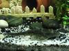 Pez Limpiador de Acuario Peces Vigilantes Peces Tropicales de Agua Dulce Agua Fría Comiendo Excrementos Basura Heces Limpieza Algas Heng Ming