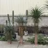 Simulação com planta de Yucca em vaso de café com verde com paisagem com ornamentos tropicais para piso interno