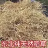 Paja de arroz seca nueva para hacer tofu mohoso, paja para techado, tapetes de paja decorativos, cuerdas de paja y heno