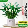 Maceta Grande de Planta de Palma Blanca de una Pieza para Dropshipping, un Símbolo de Buena Fortuna, Planta en Maceta con Flores, Planta Hidropónica, Planta con Flores, Planta Verde para Interior de Oficina