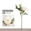 Una generación de color otoñal 2 cabezas peonía borde quemado flor falsa ramo de peonías falsas que sostiene la novia coreana
