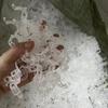 Clip de fijación para plantas verdes, árboles frutales, plantas, clips para enredaderas, soporte para plántulas trepadoras, clips para colgar plántulas de frutas y verduras.