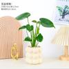Monstera em Vaso para Mesa de Escritório Purifica o Ar, Pequenas Plantas Verdes, Enfeites de Mesa em Vaso para Interior, Bom para Alimentar Plantas