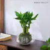 Planta de Gardenia Hidropónica, Bola de Musgo en Maceta, Mini Rosa, Planta Verde de Oficina, Bambú de la Suerte, Árbol del Dinero de Escritorio para Interiores