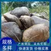 Suministro de Piedra de Cera Amarilla, Guijarros Naturales para Paisajismo de Jardines, Guijarros Grandes, Piedras para Parques, Patios y Céspedes