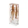 Especímenes de Insectos de Resina Real: Insectos Reales, Escarabajos, Arañas, Ciervos Voladores, Escarabajos Rinoceronte, Escorpiones, Ciempiés, Cangrejos, Mantis Religiosas, Adornos de Especímenes