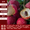 Entrega de una sola pieza de plántulas de lichi injertadas plántulas de árbol de lichi Guiwei Feizixiao sin semillas plántulas de árbol de lichi de cuatro estaciones en el sur