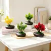 Suministro Directo Transfronterizo Mini Plantas Verdes Flores Falsas Plantas en Maceta Simulación Piedras Decorativas Maceta Plana Adornos Fotografía Foto Mini Bonsái Accesorios