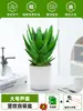 Ciudad sin Noche Planta de Aloe Vera en Maceta Planta Verde Purificadora de Aire de Interior Suculenta para Escritorio de Oficina Flor de Cuatro Estaciones Cactus Plántula de Aloe Vera