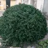 Tapa de registro verde para plantas de exterior, tapa decorativa, bola de hierba hueca grande, bola de hierba de plástico simulada, bola de hierba de hoja de bambú para mujer, bola de boj