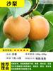 Sementes de Frutas de Pés de Pera Enxertados para Dropshipping Pera Crocante de Açúcar de Pedra Pera Cui Guan Pera Fengshui Mudas de Pera Qiu Yue em Vasos