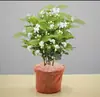 Plantas de Jazmín en Maceta, Plántulas de Floración Cuatro Estaciones, Tallos Viejos, Doble Floración, Repelente de Mosquitos, Gardenia, Gardenia Hidropónica, Flores Fragantes