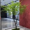 Árbol de Campanas Japonés Simulado Caballo de Ventana Madera Borracha Nórdico Ins Viento Decoración Interior y Exterior Árbol Falso Grande Paisaje Plantación Verde
