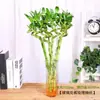 Plantas Hidropónicas de Bambú de la Fortuna, Flores de Bambú de la Suerte, Plantas Verdes, Plantas de Interior en Maceta, Plantas de Rábano Verde, Flores Frescas Cultivadas en Agua, Árbol del Dinero, Bambú