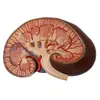 Suministro de Riñón y Unidades de Riñón Modelo Ampliado de Bola Renal Modelo de Riñón Modelo de Anatomía del Riñón Humano