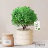 Plantas de Pinheiro Verde em Vasos, Pinheiro Nebuloso da Moda para Mesas de Escritório, Fácil de Cuidar, Pequeno Bonsai Relaxante, Flores Purificadoras de Ar