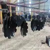 Suministro de Cuchillas de Arado Acero al Manganeso 660 * 6mm Cuchilla de Rastra Dentada Disco de Arado Cuchilla de Rastra Dentada Precio Acero al Boro
