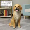 Escultura de Animales Creativa Artesanía de Resina Simulación Perro Golden Retriever Adornos Modelo Perro Guardián Adornos para Sala de Estar Hogar