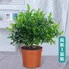 Plantas de Gardenia en Maceta, Plantas Verdes Hidropónicas de Interior, Fáciles de Cultivar en Todas las Estaciones, Jazmín con Capullos, Fáciles de Cultivar en Todas las Estaciones, Madera Fragante