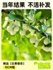 Envío directo de plantones de ginkgo con hojas verde doradas tempranas, adecuados para plantar en patios y villas, se pueden cultivar tanto en el norte como en el sur, grandes árboles ornamentales paisajísticos en macetas