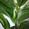 Fragante Balcón Patio Planta Verde Injertada Plántulas de Orquídea Blanca En Maceta Plántulas de Orquídea Amarilla Las Plántulas de Orquídea Amarilla Tienen un Período de Floración Largo y Son Fáciles de Vivir