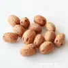 Accesorios de tiro de paisaje de plantas adornos de decoración fruta concha Trombetta tanque espécimen Zen fruta seca importada de Sudamérica