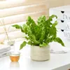 Planta de Escritorio en Maceta Persona Perezosa Purifica el Aire Florales de Interior Sala de Estar Oficina Plantas Verdes Estilo Ins Escandinavo Hogar Nuevo