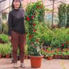 Plántulas de Buganvilia con Doble Felicidad, Enredaderas para Todas las Estaciones, Plantas de Maceta para Interior y Balcón con Capullos
