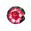 Flores de Loto Artificiales y Hojas Flotantes sobre el Agua para Ofrendas a Buda, Nenúfares, Decoración para Acuarios y Piscinas, Flores Falsas al por Mayor