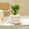 Plantas suculentas, plantas pequeñas de interior en maceta, cactus de mesa para sala de estar, plantas verdes, flores de vivero, fáciles de cuidar durante todo el año