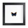 Mariposa Real, Especie Preciosa de Verano, Mariposa Rara, Mariposa Pequeña de Cinta Verde, Adorno de Escritorio, Espécimen de Regalo, Pintura Decorativa, Espécimen de Mariposa
