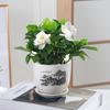 Árvore da Fortuna Plantas em Vasos Flores de Interior Pequeno Bonsai Plantas Verdes de Escritório Sala de Estar Árvore da Fortuna em Vaso Plantas Verdes