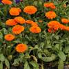 Sementes de Centáurea Perene no Atacado de Várias Regiões, Sementes de Dianthus Multicolores, Flores Medicinais, Flores de Trigo Gigantes, Sementes para Jardinagem