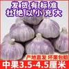 Precio Bajo Ajo Jinxiang de Piel Morada, Ajo Seco Nuevo, Ajo Fresco Grande, Caja Completa