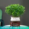 Repelente de Mosquitos, Madera de Pimienta Fragante, Plantas Verdes de Interior en Maceta, Fácil de Cultivar, Absorbe Formaldehído, Plántulas de Flor Jiuli Xiang, Cultivo en Agua