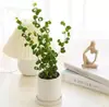 Mudas de Ficus Elastica em Vaso Bola de Musgo Plantas Verdes de Interior para Todas as Estações Plantas de Vaso para Escritório Fáceis de Manter Adequadas para Pessoas Preguiçosas