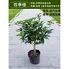 Mudas de Osmanthus, Osmanthus de Quatro Estações Florais Grandes, Pátio de Agosto Nativo Vara Alta Elixir Dourado Pavilhão Tianxiang Madeira de Agarwood Plantas de Vasos de Chão