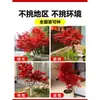 Venta al por mayor Plántulas de Arce Rojo Japonés Cuatro Estaciones Wumei Rojo Plantación en Suelo de Patio Árboles Grandes Resistentes al Frío Plantas de Forestación para Exteriores Viento
