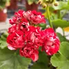 Plántulas de Geranio de Flor Doble en Maceta, Flores Grandes, Flores y Plantas Verdes Fáciles de Cuidar, Florece Todo el Año, Plántulas de Hortensia para Balcones Interiores