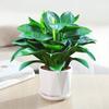 Planta Verde Princesa Diamante Dorado en Maceta Hidropónica de Oficina Eliminación de Formaldehído Riqueza Flor de Interior Escritorio Purificación de Aire