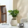 Ins Jiuli Escandinavo Planta Verde Fragante en Maceta Florales Oficina Sala de Estar Escritorio Interior Adornos Purificar el Aire y Eliminar Formaldehído