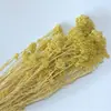 Atacado Flor de Milho Flor Seca Imortal Cor Bleached Flor Real Decoração de Casa Pacote de Material DIY Flor Imortal Transfronteiriça