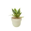 Hani Borda Dourada Pele de Tigre Orquídea Planta Verde de Interior Suculenta para Mesa de Escritório Flor Durável Proteção contra Radiação Absorção de Formaldeído