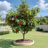 Pés de Cerejeira para Dropshipping em Vasos Cerejeiras Cerejeiras Plantio Plantio em Vasos Quintal Plantio no Solo Árvores Frutíferas de Quatro Estações