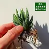 Materiales DIY para Micro-Paisajismo con Musgo, Planta Individual de Hierba de Malla, Plantas Verdes Frescas para Acuapaisajismo, Helechos para Paisajismo de Tanques Aqua-Terrestres